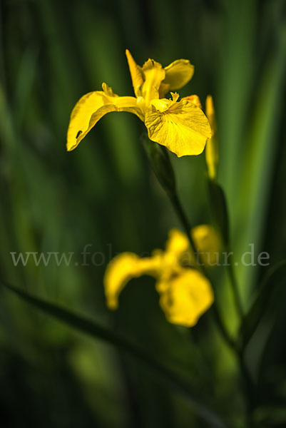 Wasser-Schwertlilie (Iris pseudacorus)