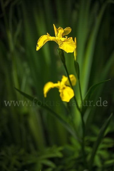 Wasser-Schwertlilie (Iris pseudacorus)