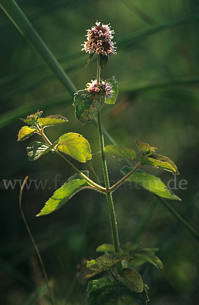 Wasser Minze (Mentha aquatica)