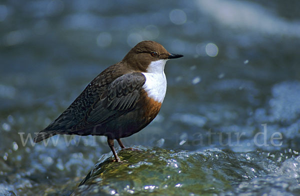 Wasseramsel (Cinclus cinclus)