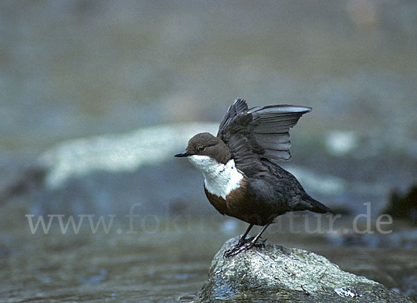 Wasseramsel (Cinclus cinclus)