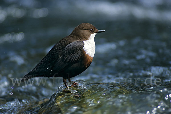 Wasseramsel (Cinclus cinclus)