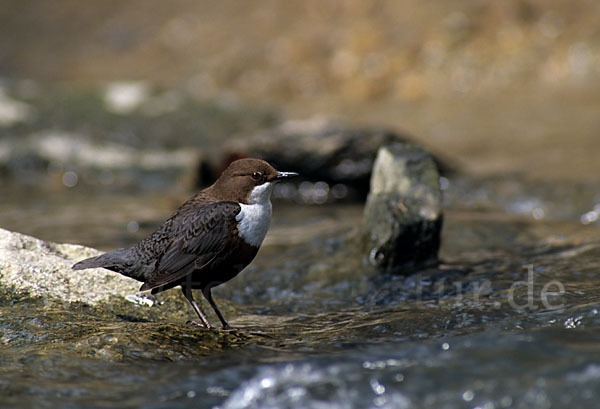 Wasseramsel (Cinclus cinclus)