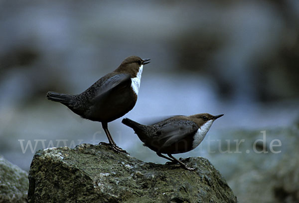 Wasseramsel (Cinclus cinclus)