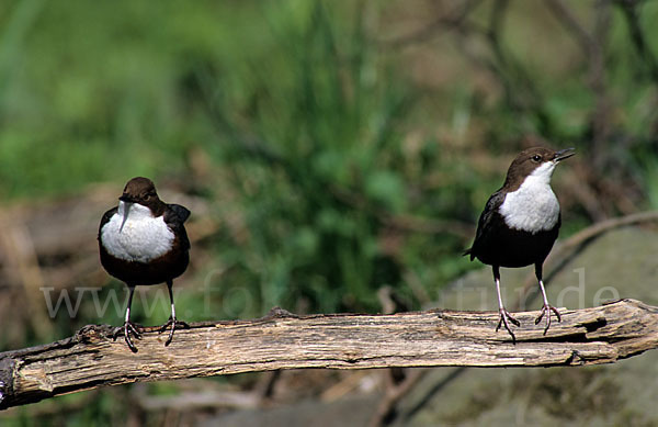 Wasseramsel (Cinclus cinclus)