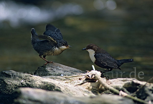 Wasseramsel (Cinclus cinclus)