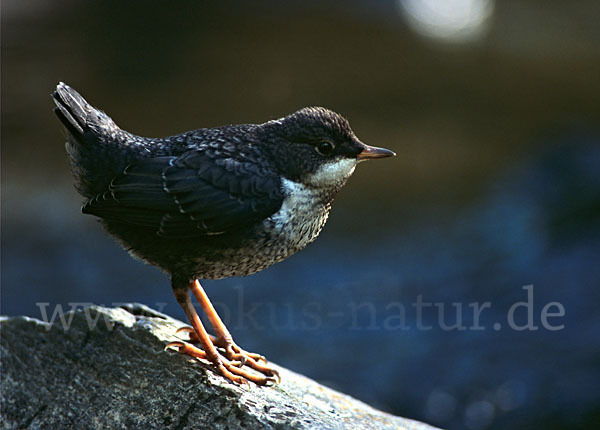 Wasseramsel (Cinclus cinclus)