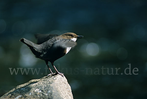 Wasseramsel (Cinclus cinclus)