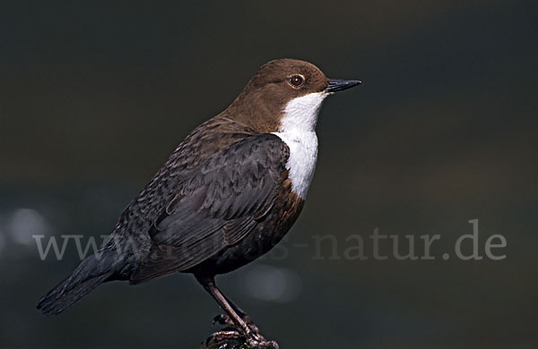 Wasseramsel (Cinclus cinclus)