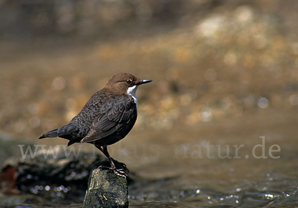 Wasseramsel (Cinclus cinclus)