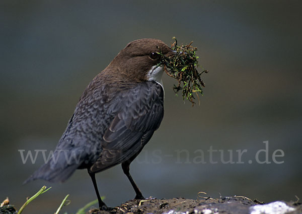 Wasseramsel (Cinclus cinclus)