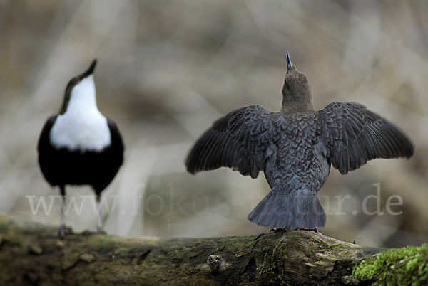 Wasseramsel (Cinclus cinclus)