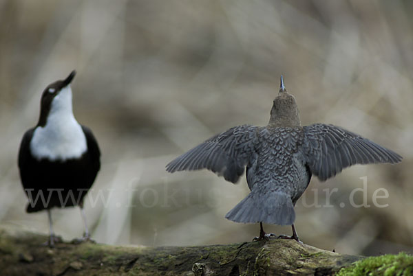 Wasseramsel (Cinclus cinclus)