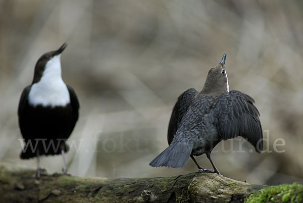 Wasseramsel (Cinclus cinclus)