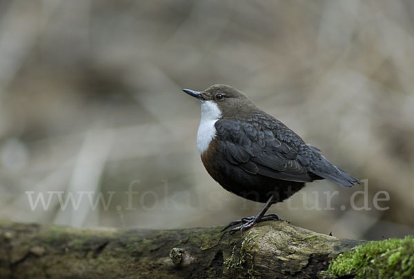 Wasseramsel (Cinclus cinclus)