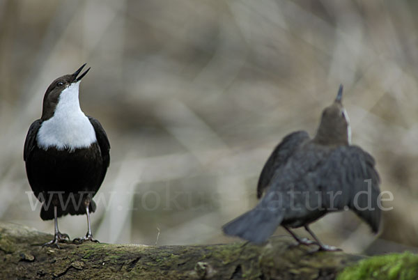 Wasseramsel (Cinclus cinclus)