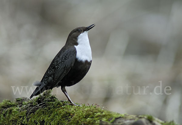 Wasseramsel (Cinclus cinclus)