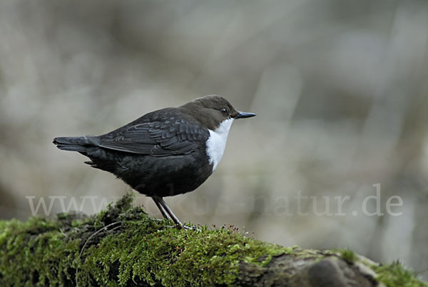 Wasseramsel (Cinclus cinclus)