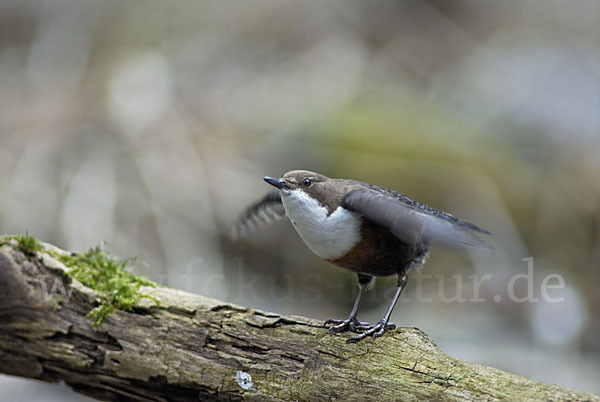 Wasseramsel (Cinclus cinclus)