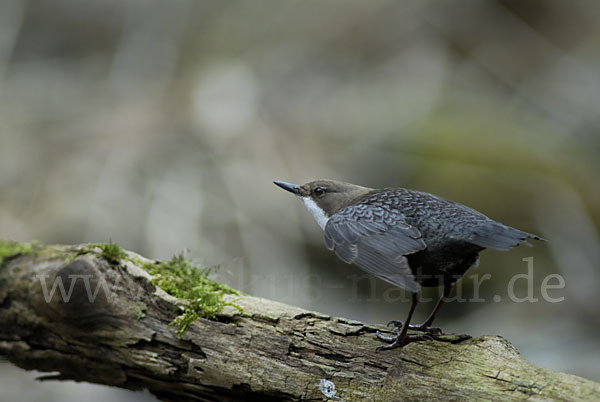 Wasseramsel (Cinclus cinclus)