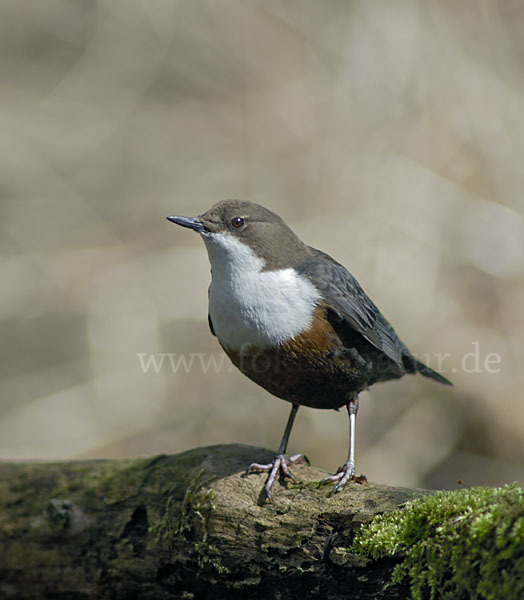 Wasseramsel (Cinclus cinclus)