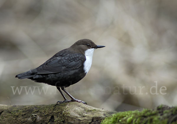 Wasseramsel (Cinclus cinclus)