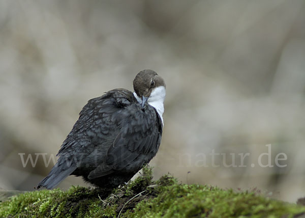 Wasseramsel (Cinclus cinclus)