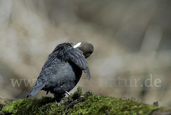 Wasseramsel (Cinclus cinclus)