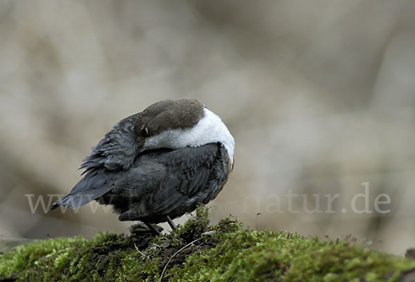 Wasseramsel (Cinclus cinclus)