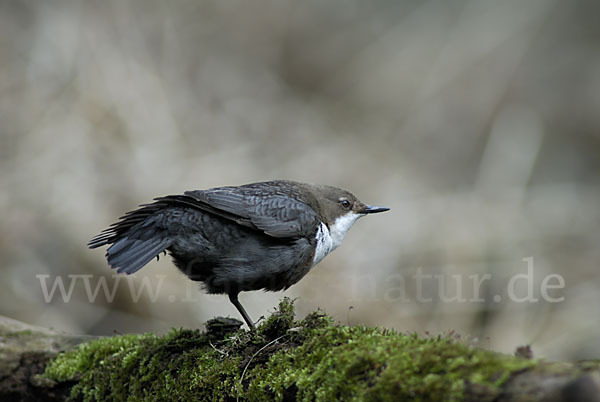 Wasseramsel (Cinclus cinclus)