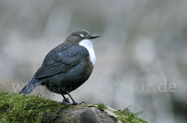 Wasseramsel (Cinclus cinclus)