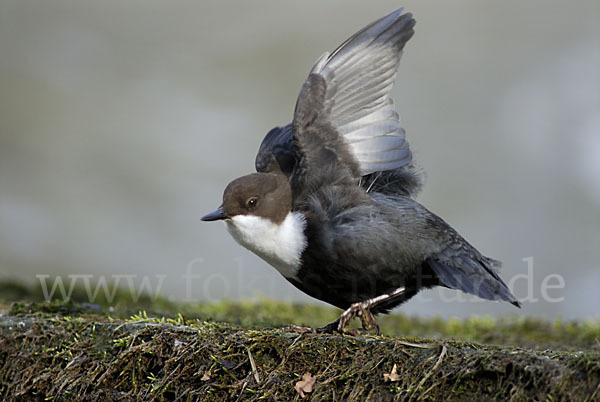 Wasseramsel (Cinclus cinclus)