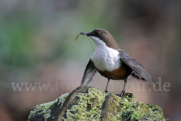 Wasseramsel (Cinclus cinclus)