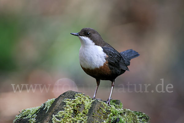 Wasseramsel (Cinclus cinclus)