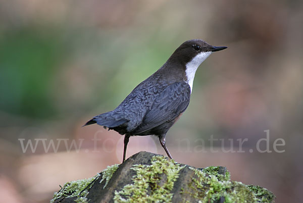 Wasseramsel (Cinclus cinclus)