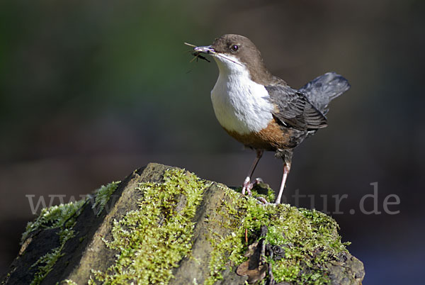 Wasseramsel (Cinclus cinclus)