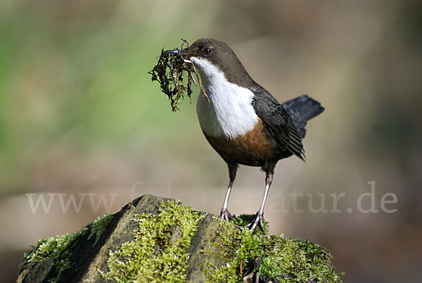 Wasseramsel (Cinclus cinclus)