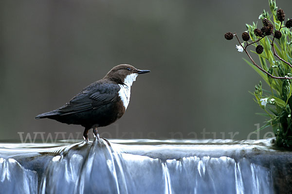 Wasseramsel (Cinclus cinclus)