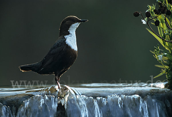 Wasseramsel (Cinclus cinclus)