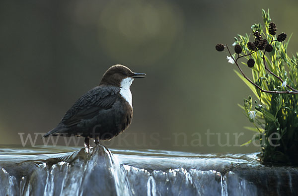 Wasseramsel (Cinclus cinclus)