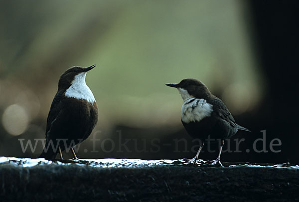 Wasseramsel (Cinclus cinclus)