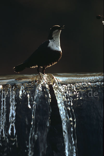 Wasseramsel (Cinclus cinclus)