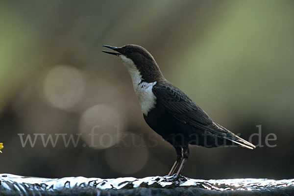 Wasseramsel (Cinclus cinclus)