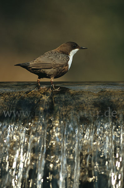 Wasseramsel (Cinclus cinclus)