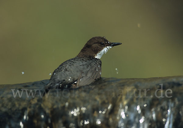 Wasseramsel (Cinclus cinclus)