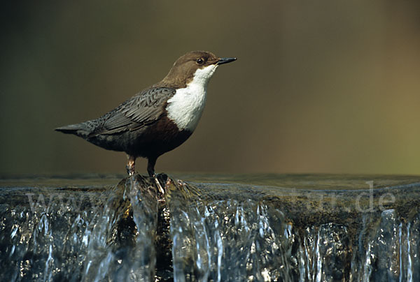 Wasseramsel (Cinclus cinclus)