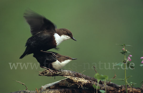 Wasseramsel (Cinclus cinclus)