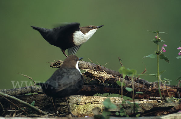 Wasseramsel (Cinclus cinclus)