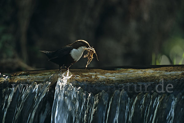 Wasseramsel (Cinclus cinclus)