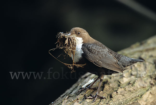 Wasseramsel (Cinclus cinclus)